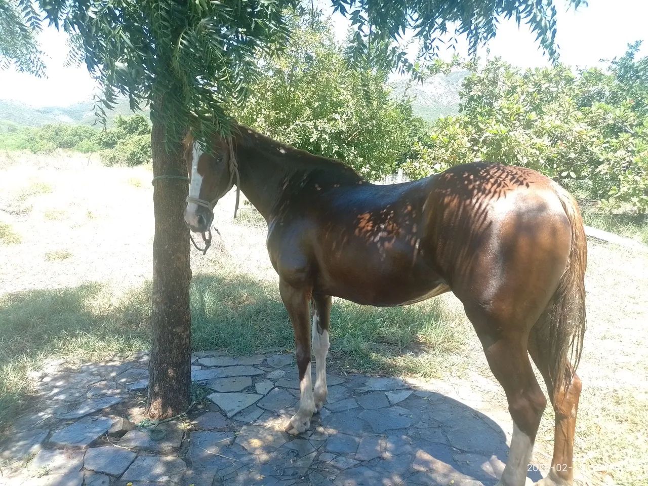 Cavalo Quarto de Milha  - Vaquejada - Foto 2