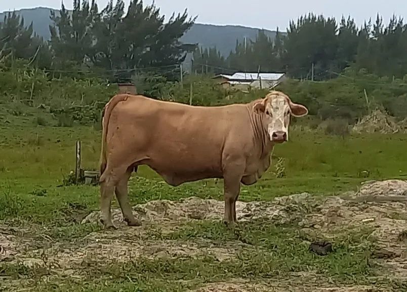 Vendo vaca de corte excelente genética.  - Foto 3