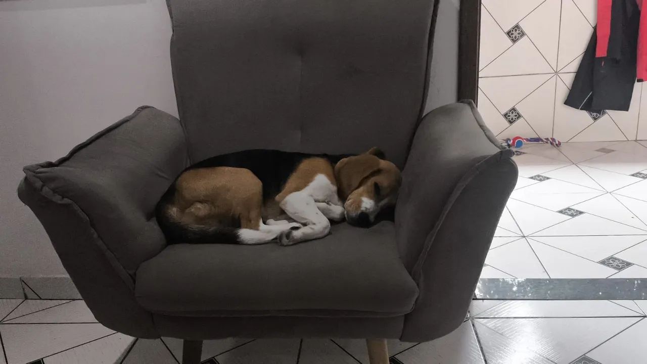 Venda solidaria de beagle - Foto 2