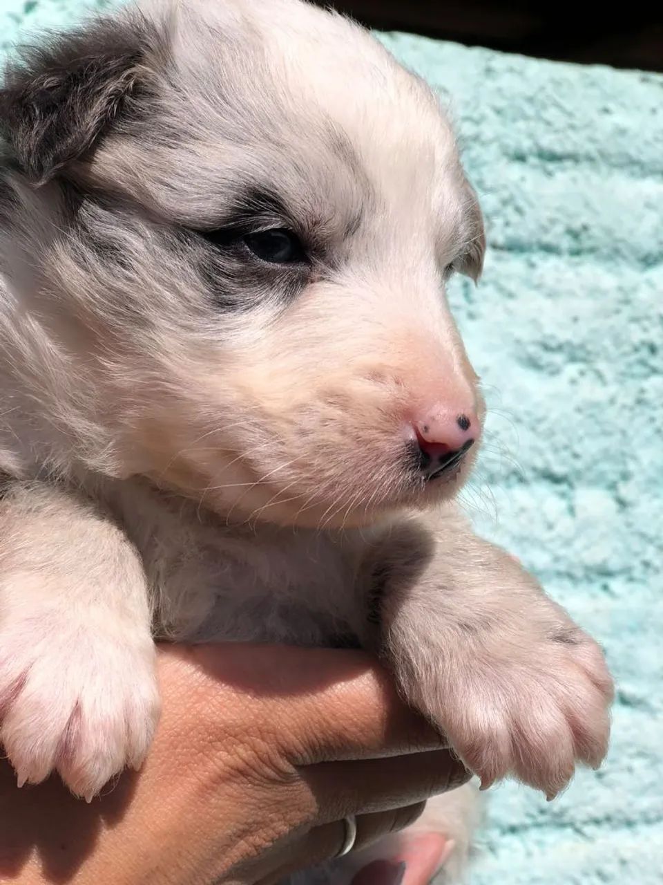 Border collie merle macho  - Foto 3