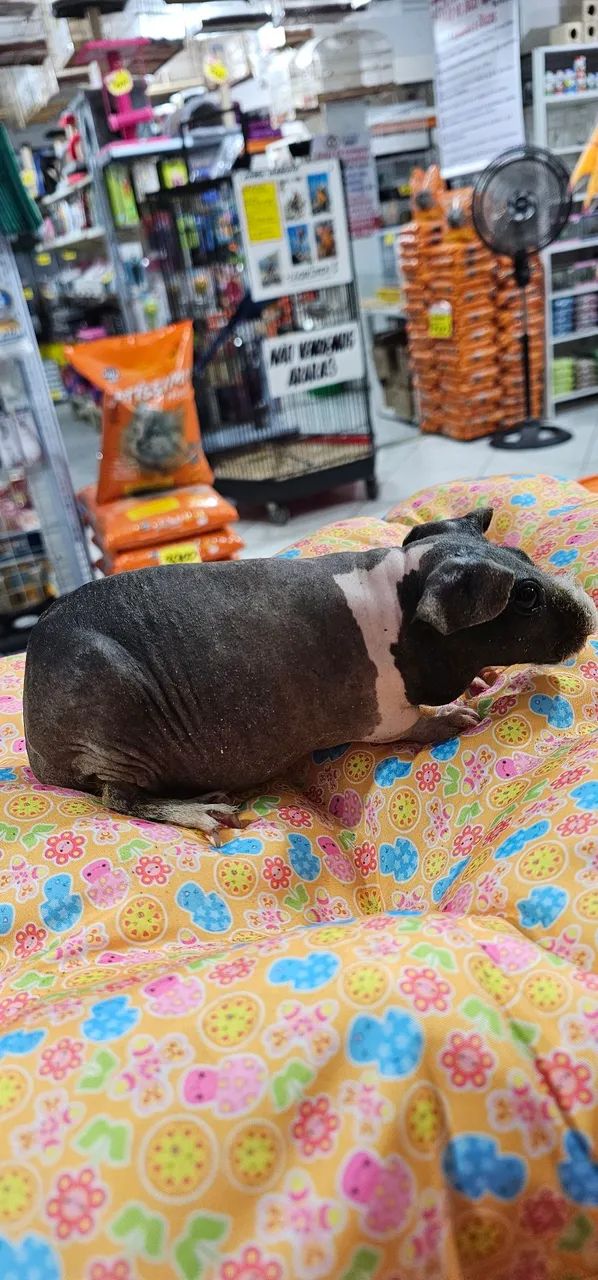 Porquinho da india - Foto 2