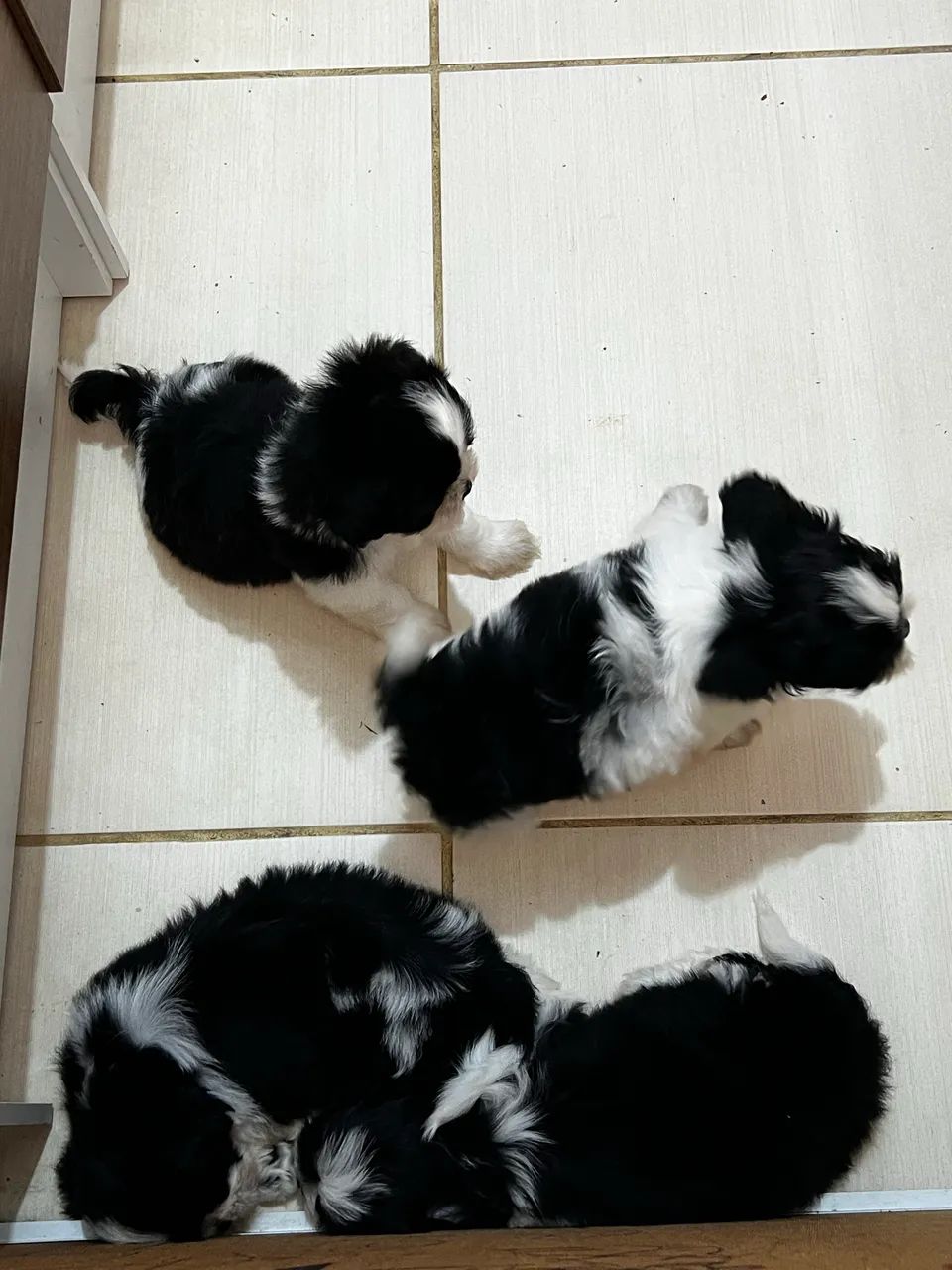 Filhotes de Shihtzu  - Foto 5