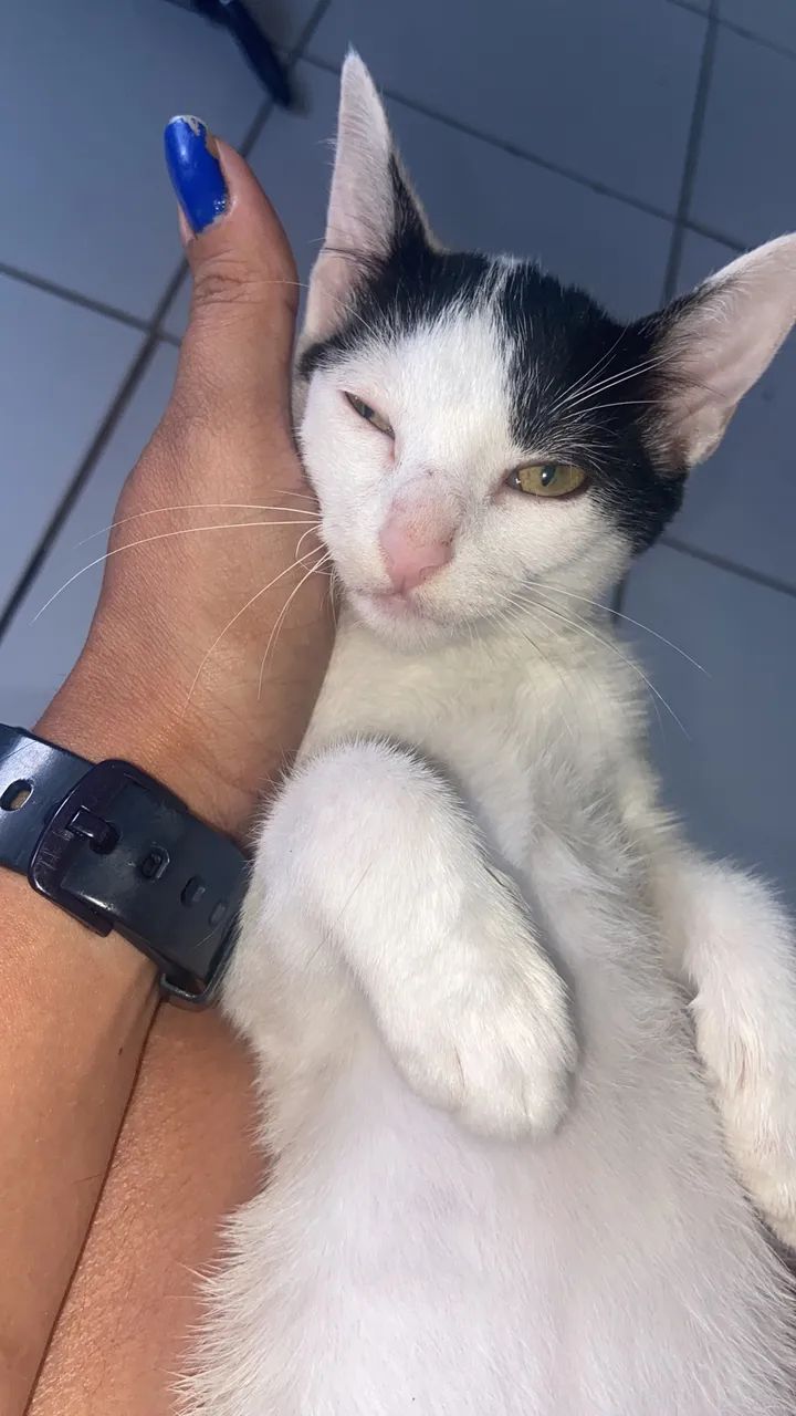 Gata para adoção  - Foto 4