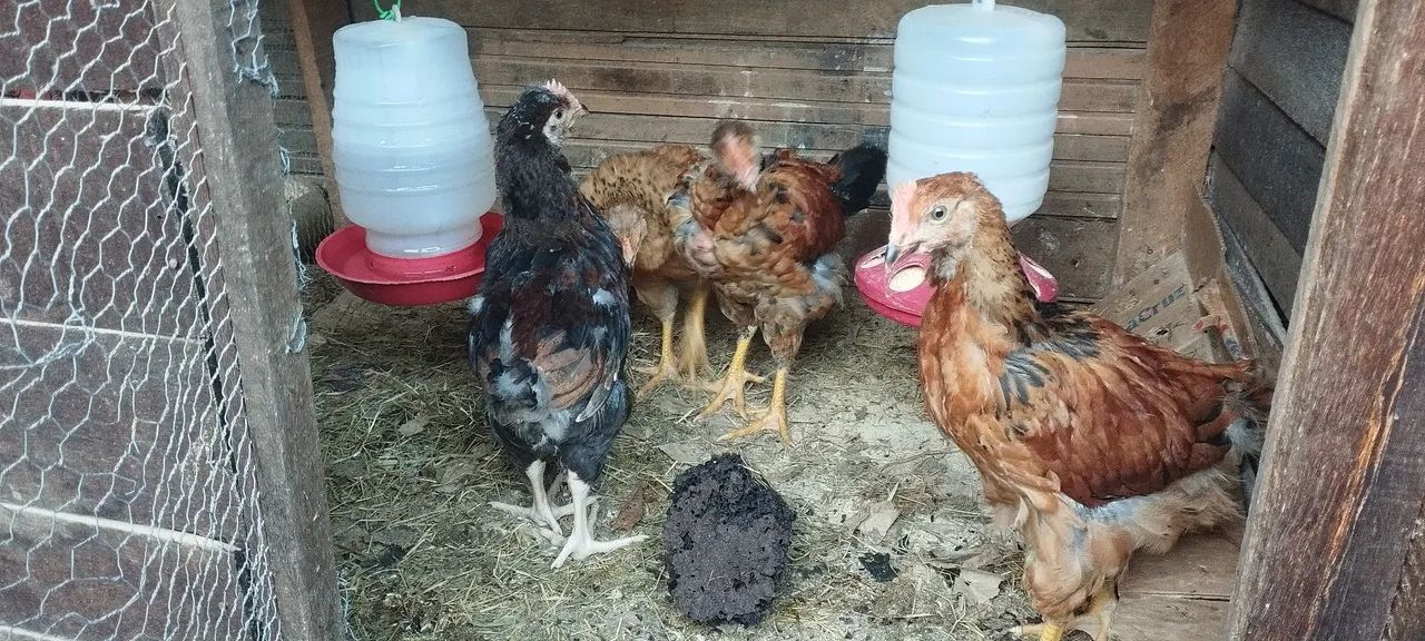 Vende-se franguinhos melhorados genéticamente