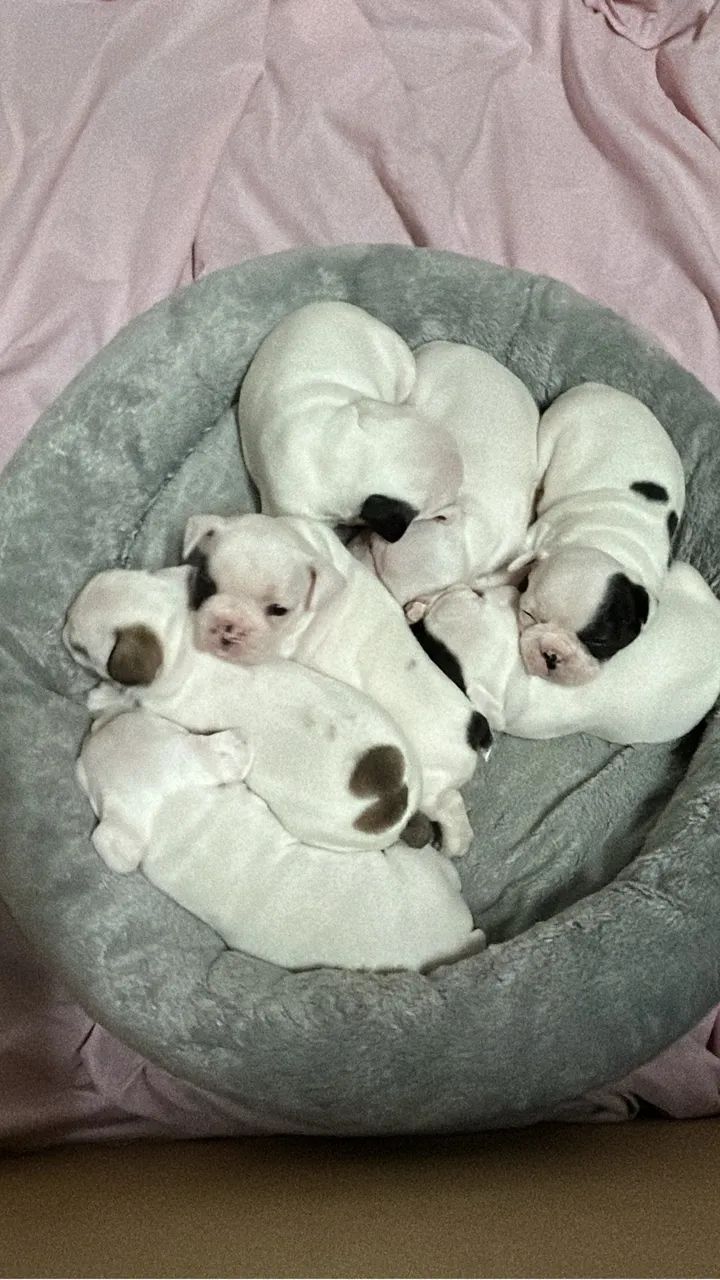 Bulldog francês
