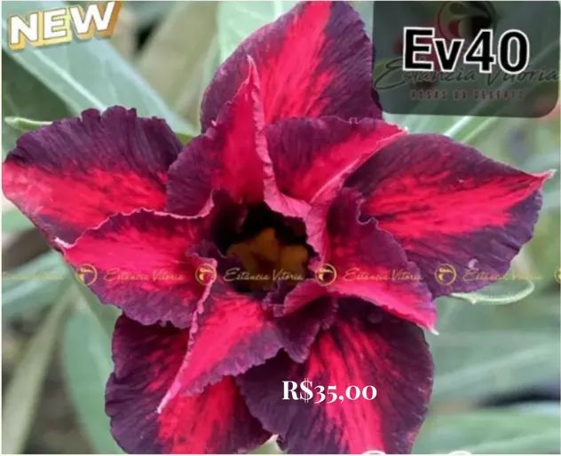 Flor do deserto