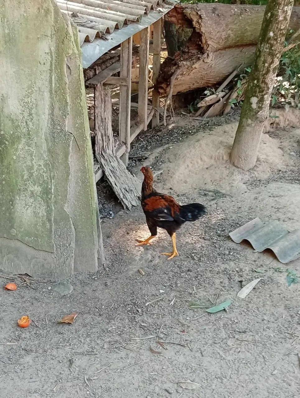 Frango Caipira  - Foto 3