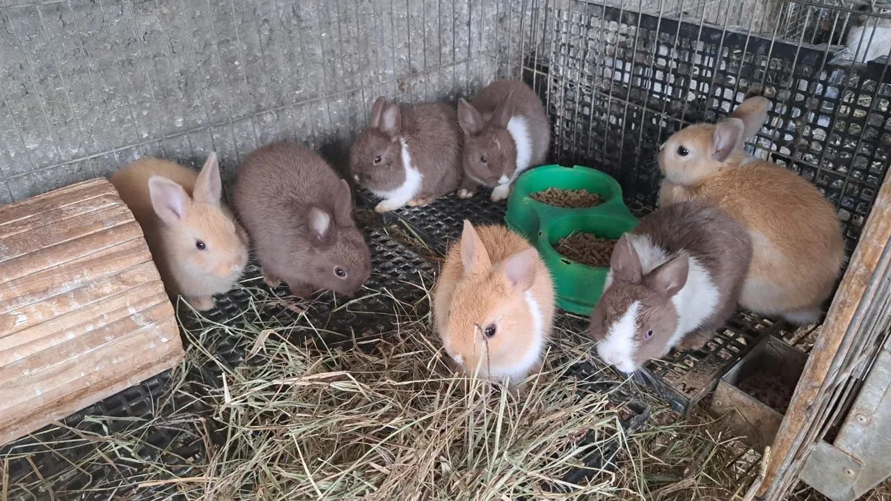 Coelhinhos lindos 