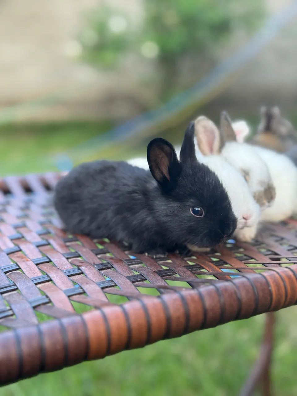 Filhotes de Coelhos  - Foto 3