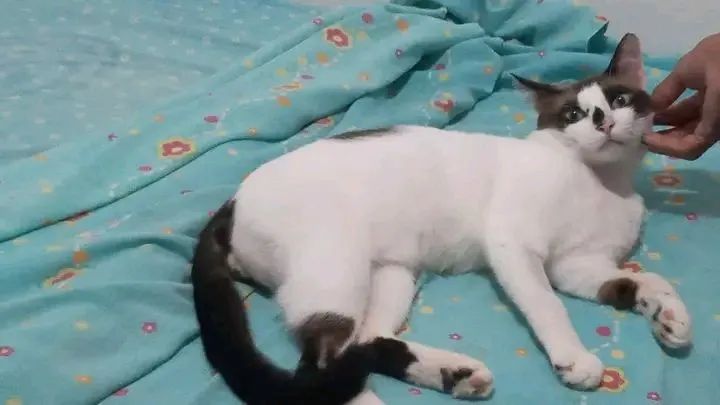 Gato para Adoção  - Foto 4