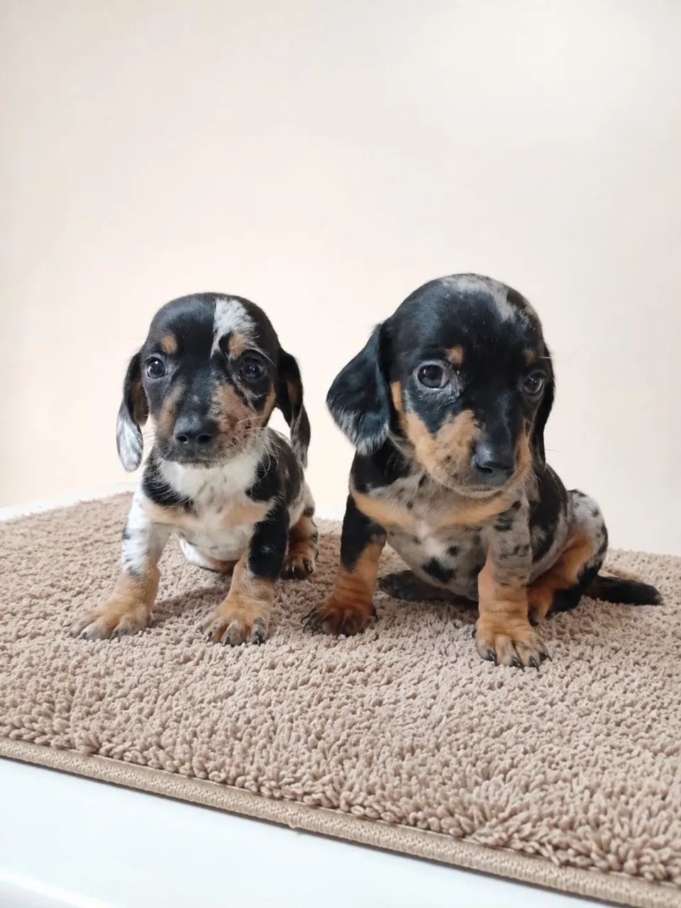 Venda Daschund  *  - Foto 4