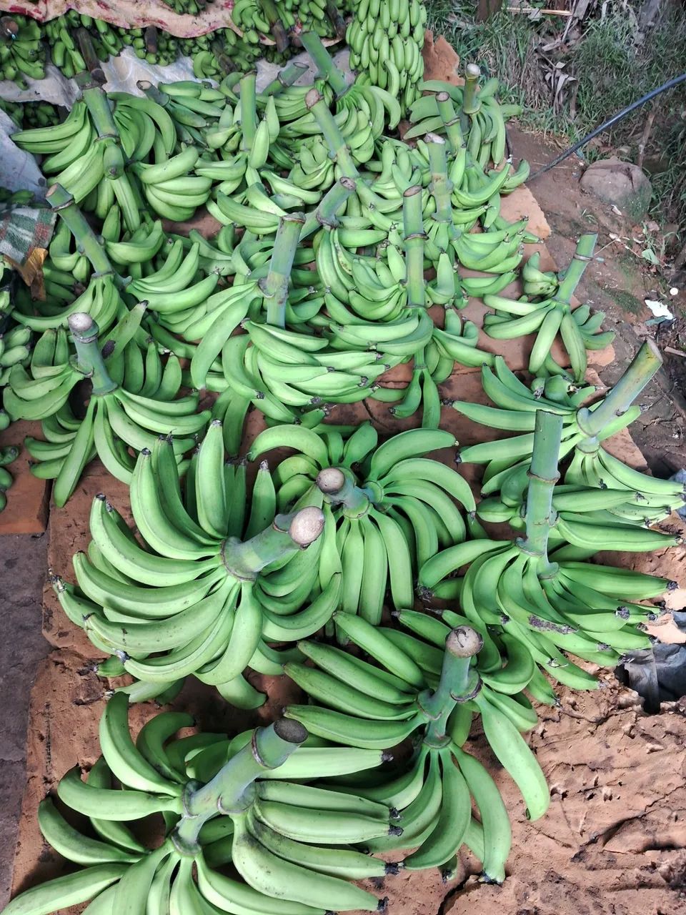 Mudas de banana BRS terra anã  - Foto 3
