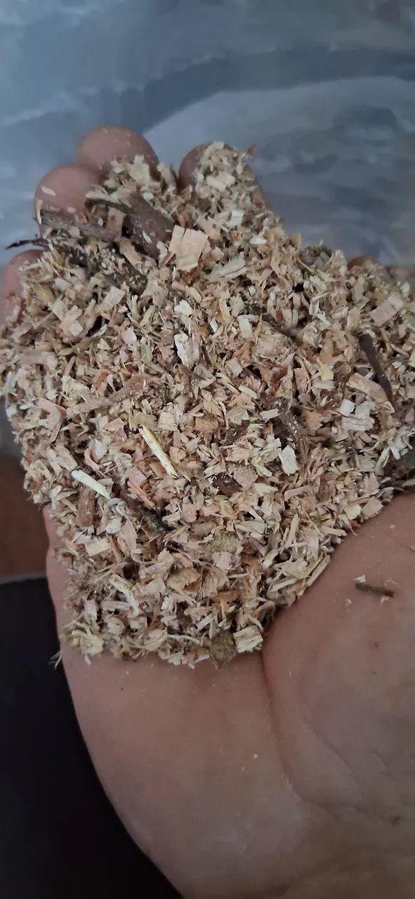 Serragem de eucalipto 2kg  - Foto 2