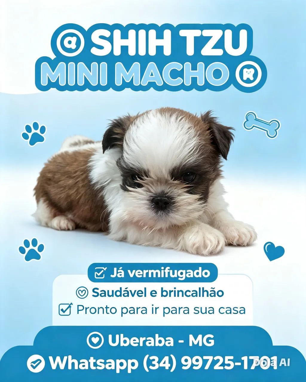 Macho shitzu 