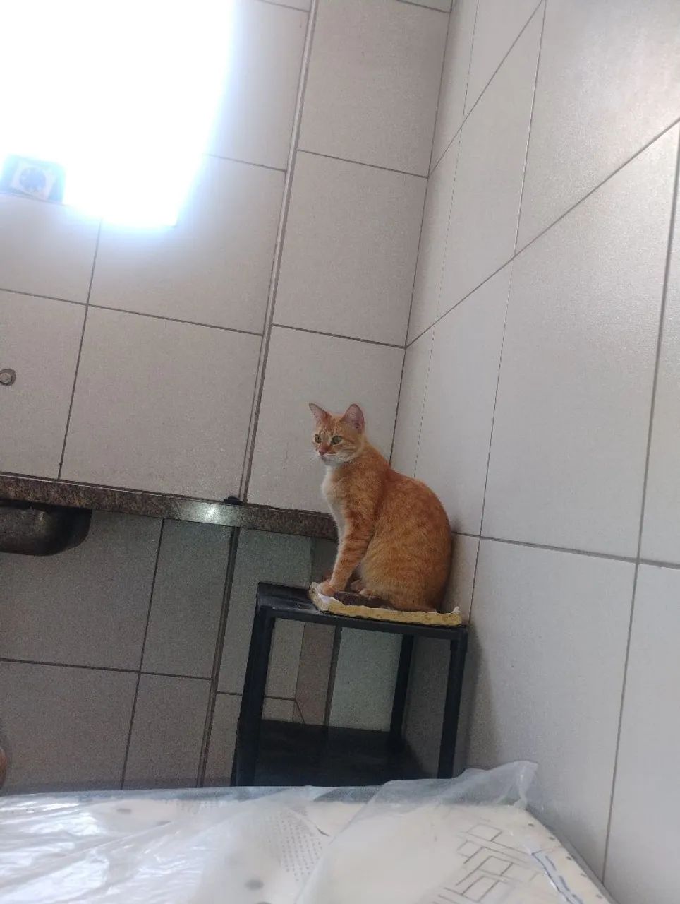 Doação (Gata Fêmea Castrada e Vacinada)