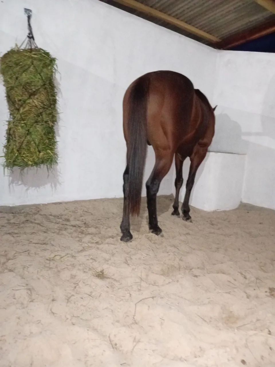 Cavalo garanão  - Foto 4