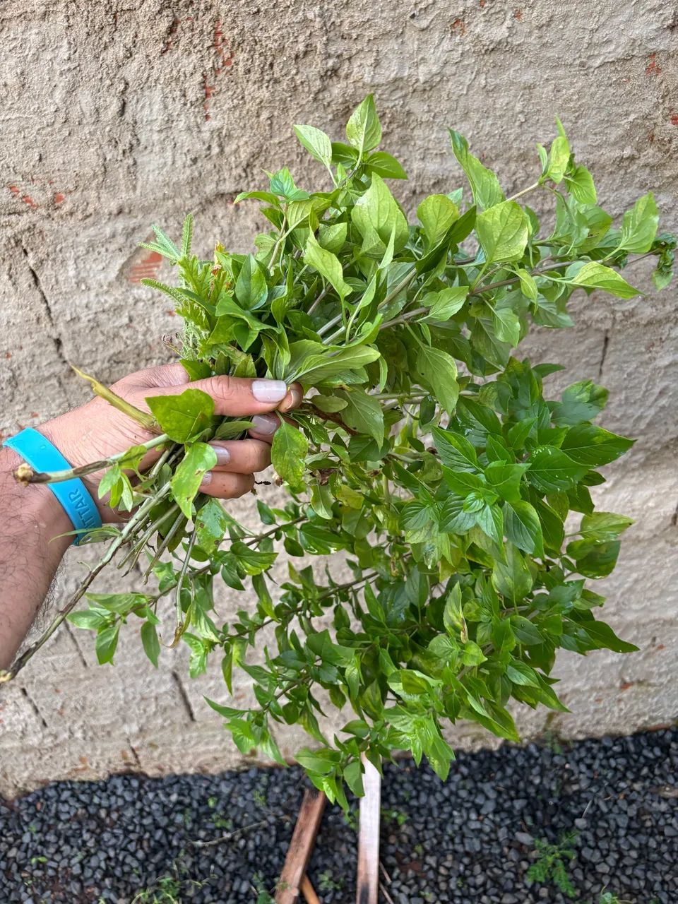 Mudas de plantas - Uberlândia - Foto 2