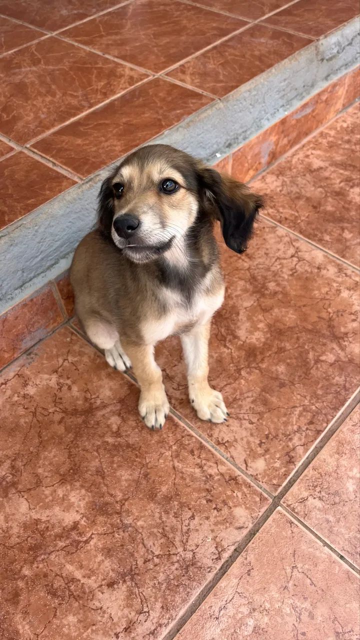 Doa-se cachorrinha  - Foto 2
