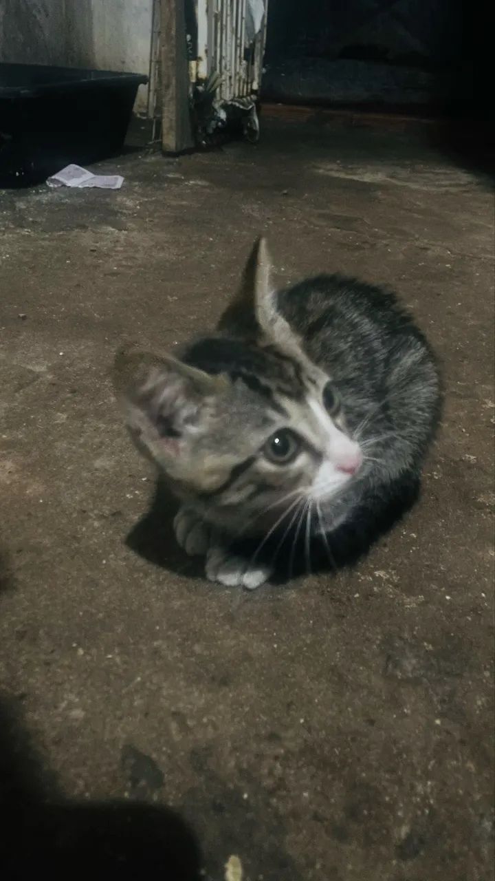 Adotar gato  - Foto 3