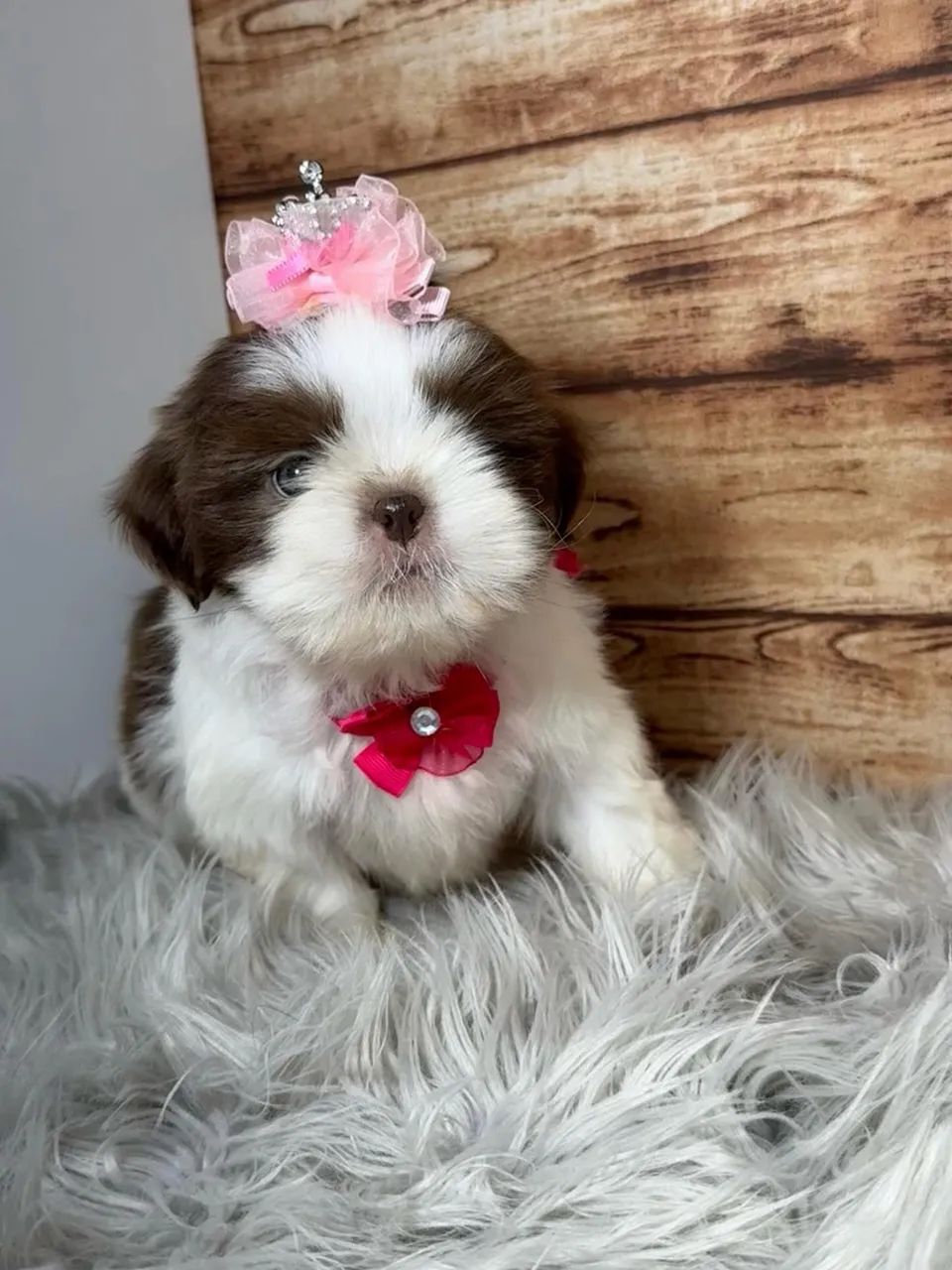 Shihtzu 