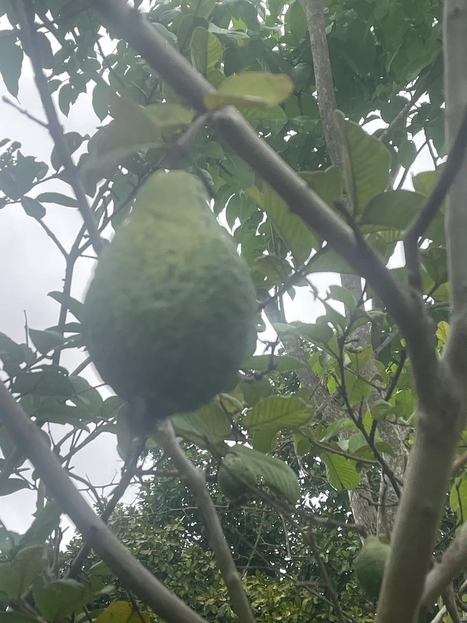 Sítio em Água Branca - Foto 3