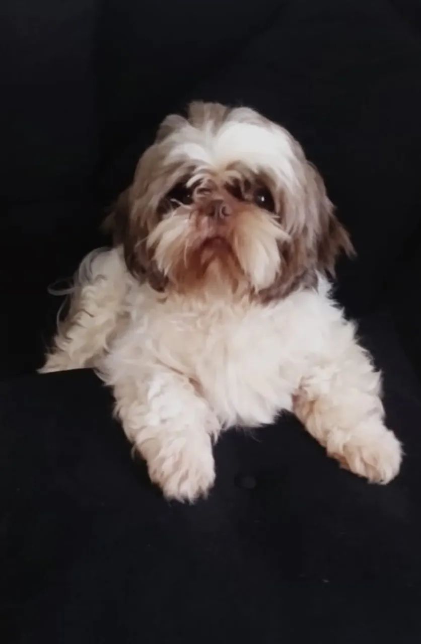 Macho chocolate para cruza 