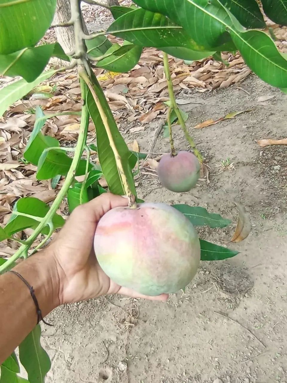Sítio em Rosário MA  - Foto 3