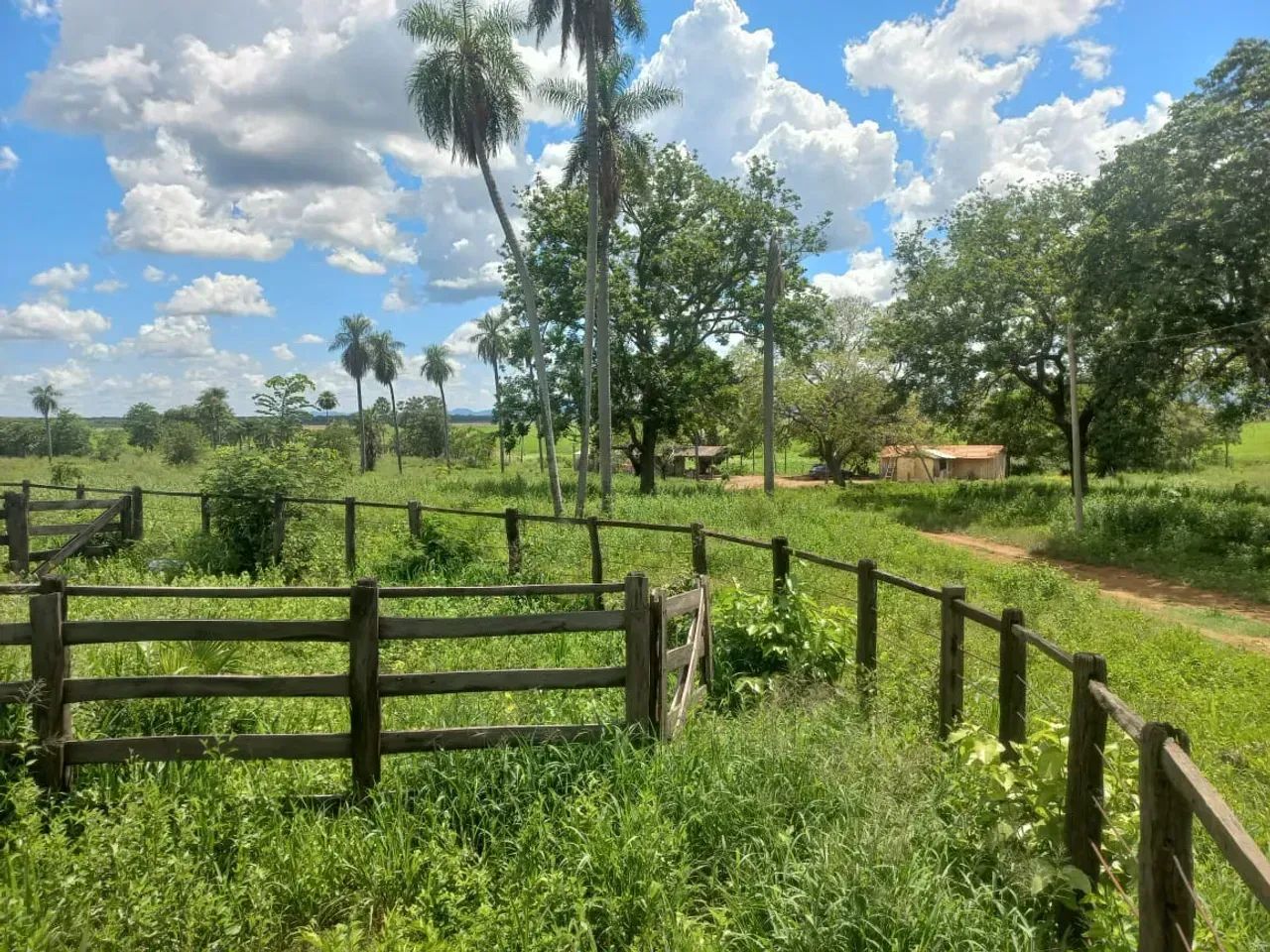CÓD228  Fazenda 800 ha | Pantanal  25 km de Corumbá/MS - Foto 4