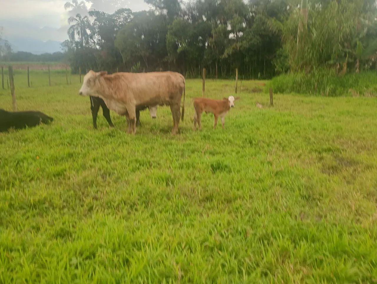 Vaca e bezerro - Foto 2