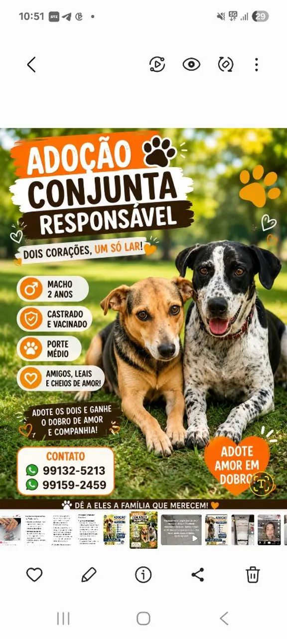 Adoção Conjunta Responsável 