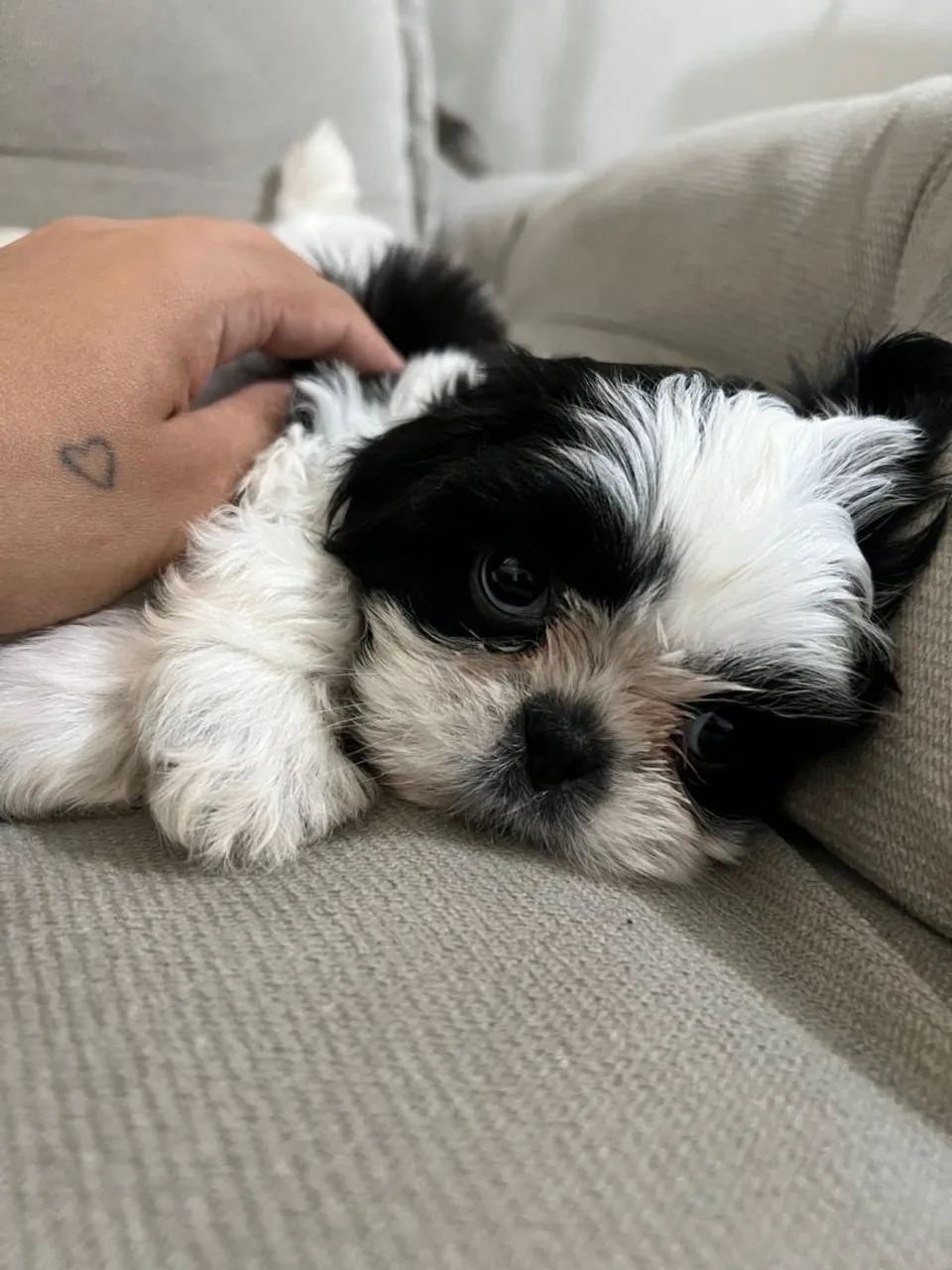 Shihtzu machinho  - Foto 2