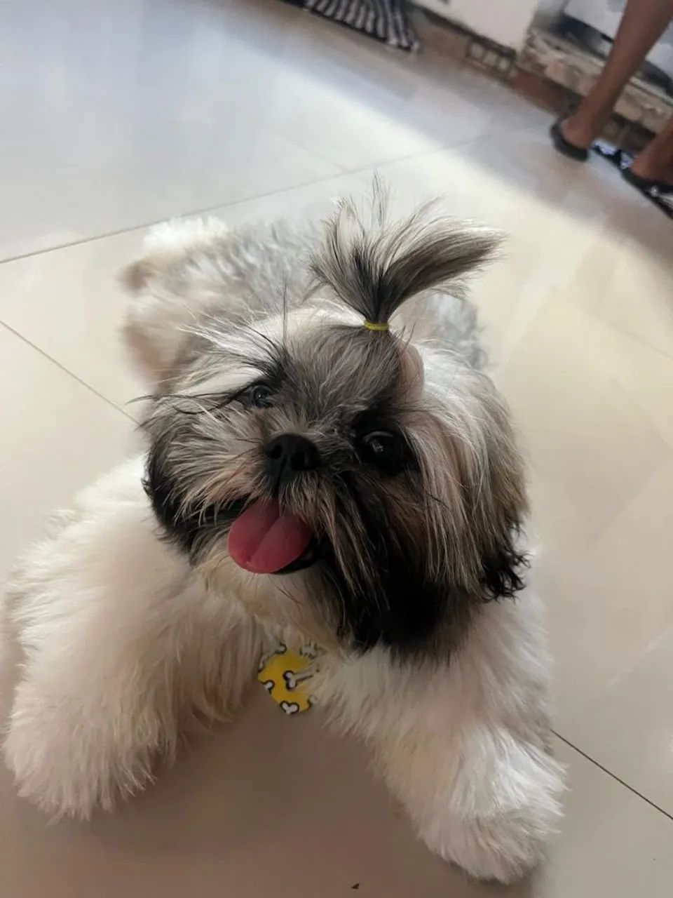Cachorro - Foto 3