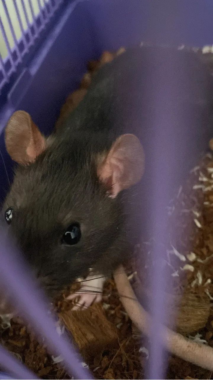 Ratos para adoção. - Foto 3