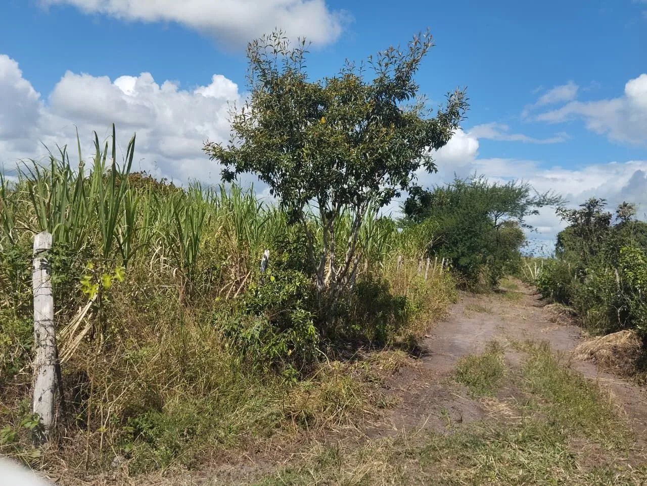 Vendo terreno, alto produtivo.  - Foto 5