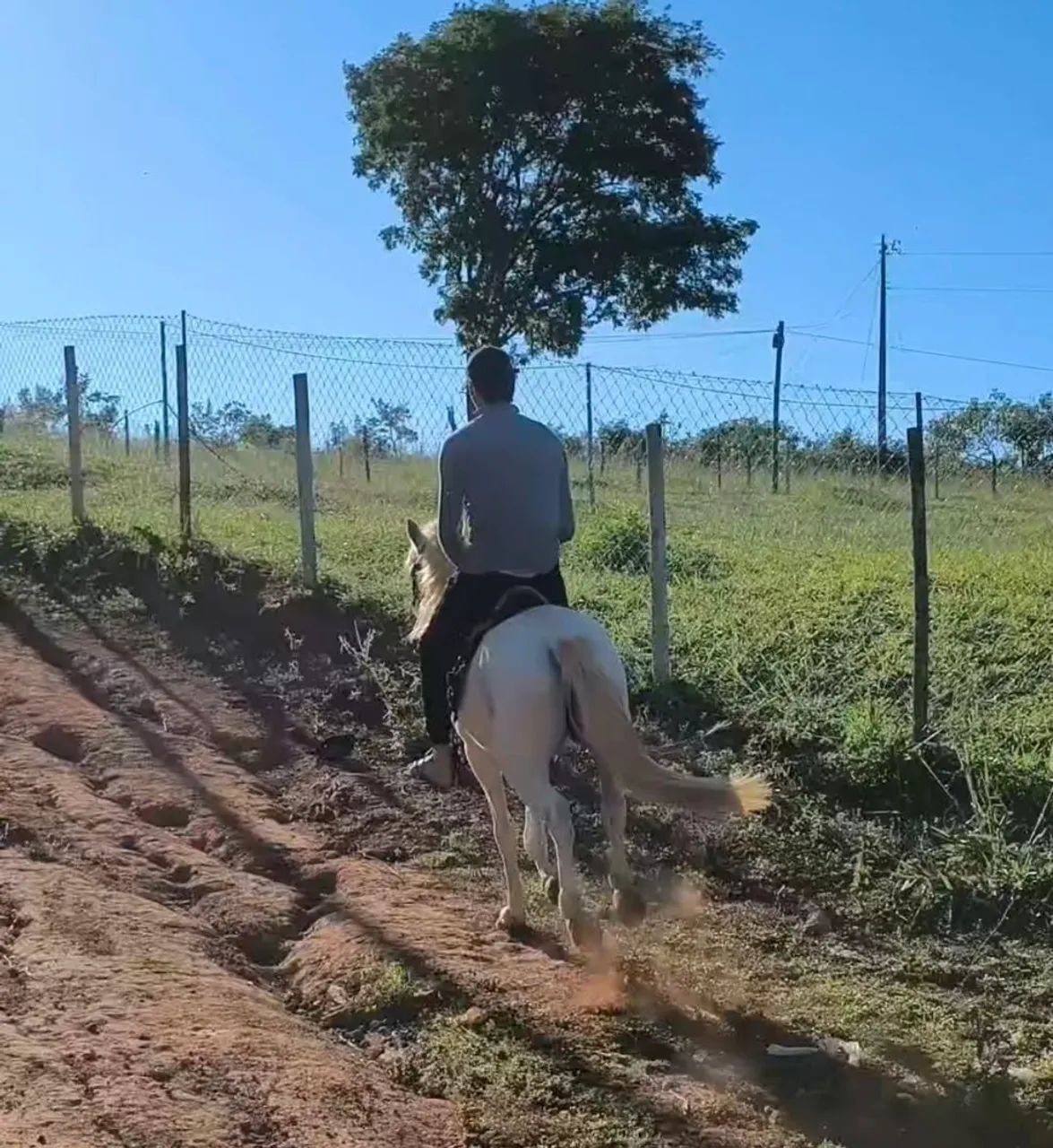 Cavalo Domado  - Foto 3