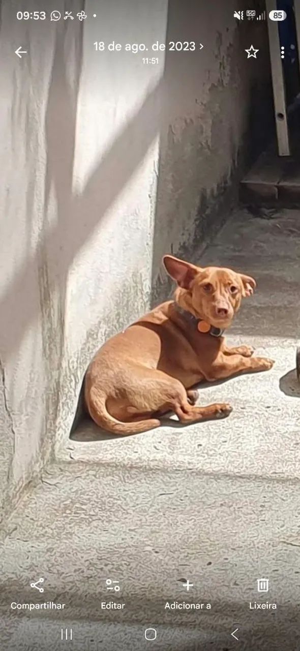 Doação do Bart (cachorro) - Foto 3