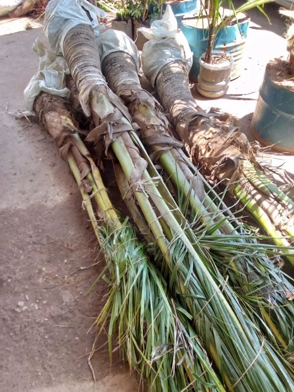 Pe de coco anão  - Foto 5