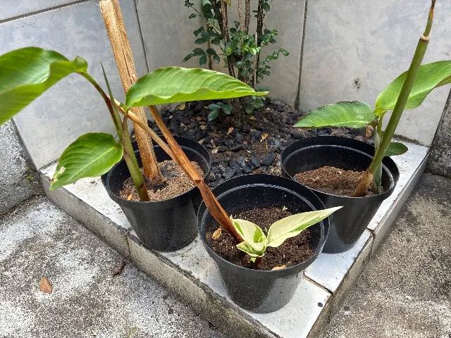 Plantas - Foto 4