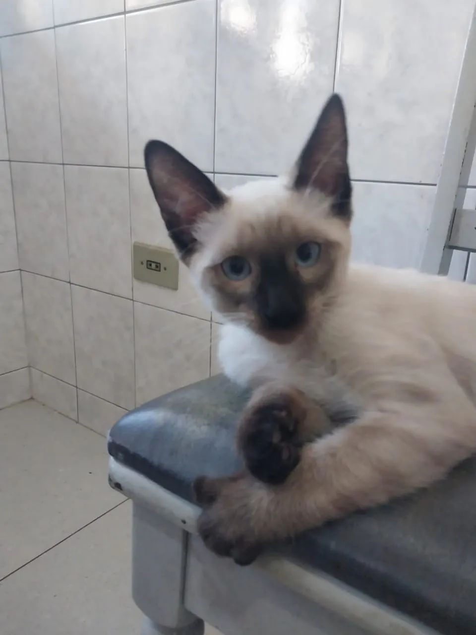 Doação 2 gatos filhotes (macho e fêmea) - Foto 5