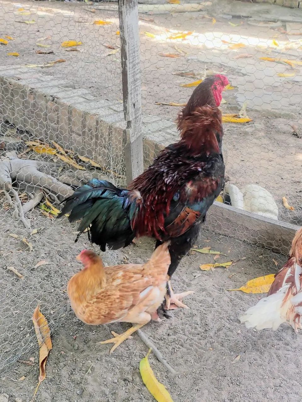 Galinha ? - Foto 2
