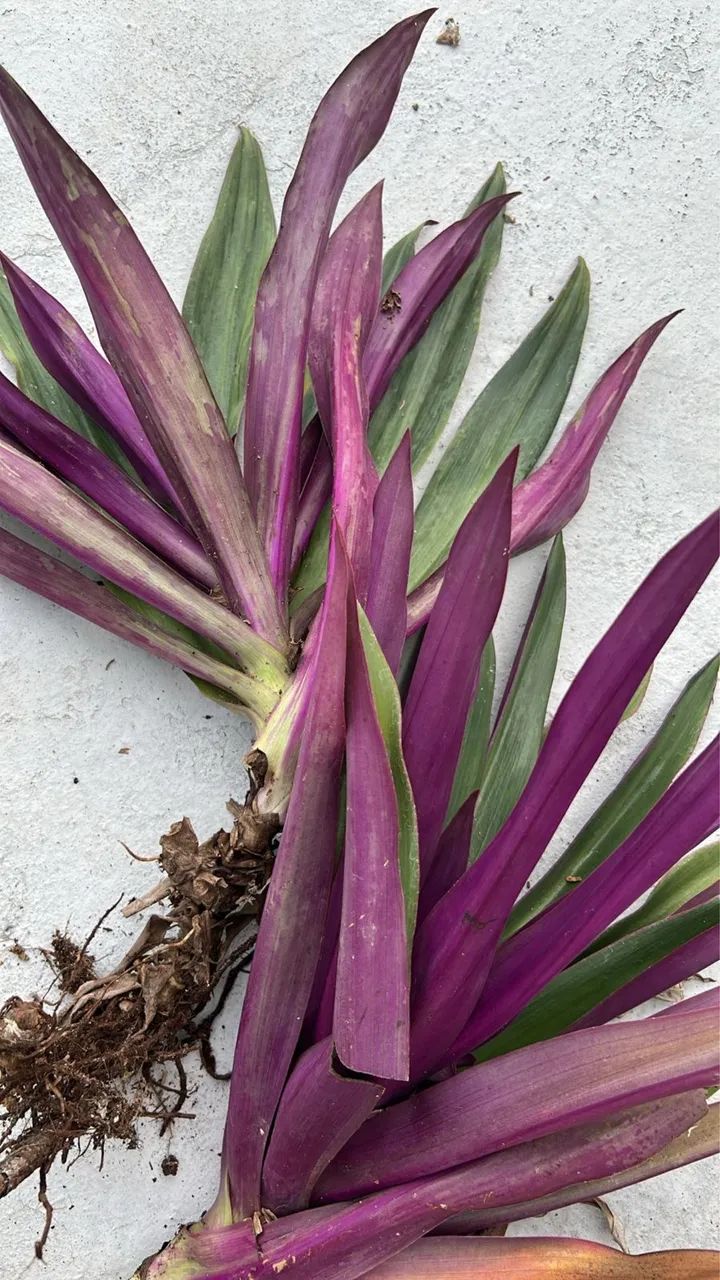 ABACAXI ROXO - Foto 3