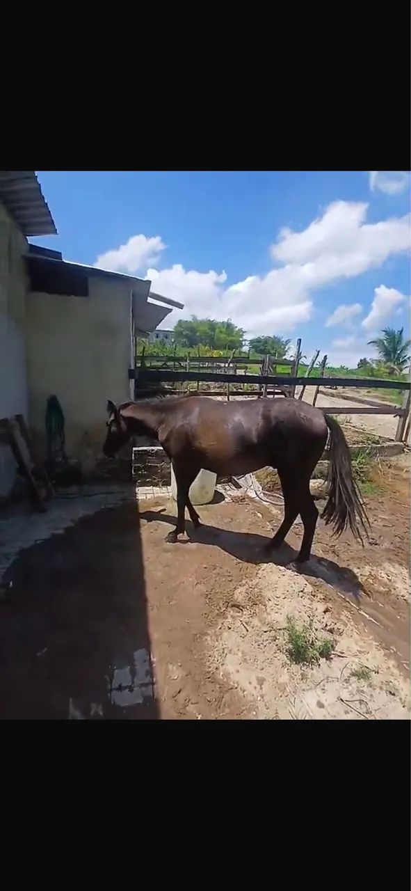 Potro QM  sem doc puro 