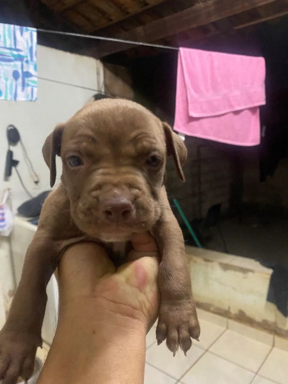 Filhote pitbull  - Foto 3