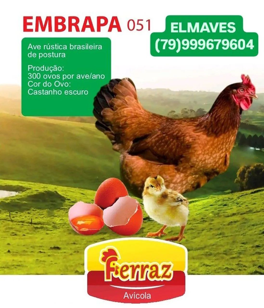 Poedeiras Embrapa 51. Pintainhas de um dia.