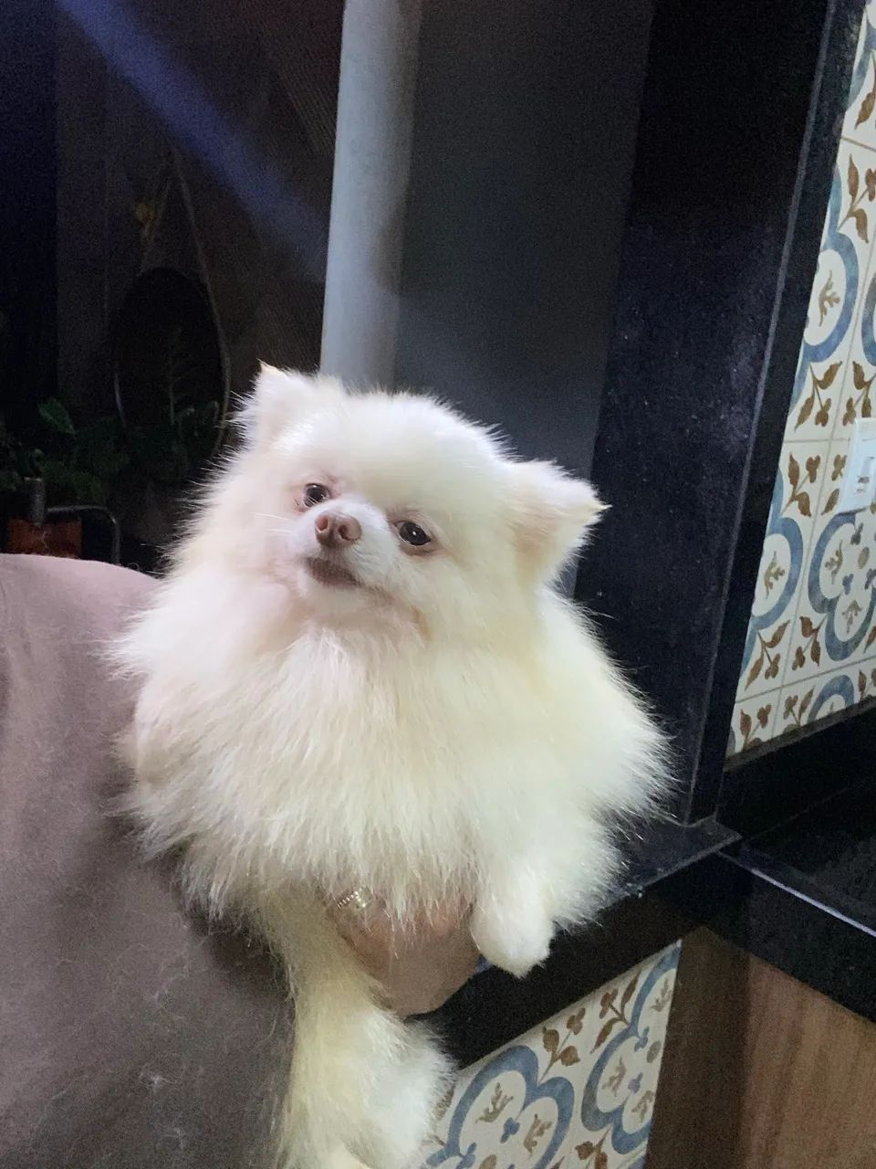 spitz alemão 