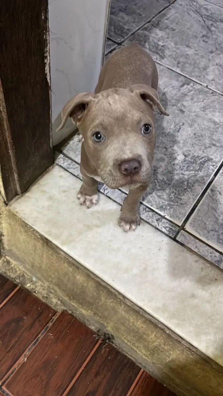  cachorro Pitbull  - Foto 2