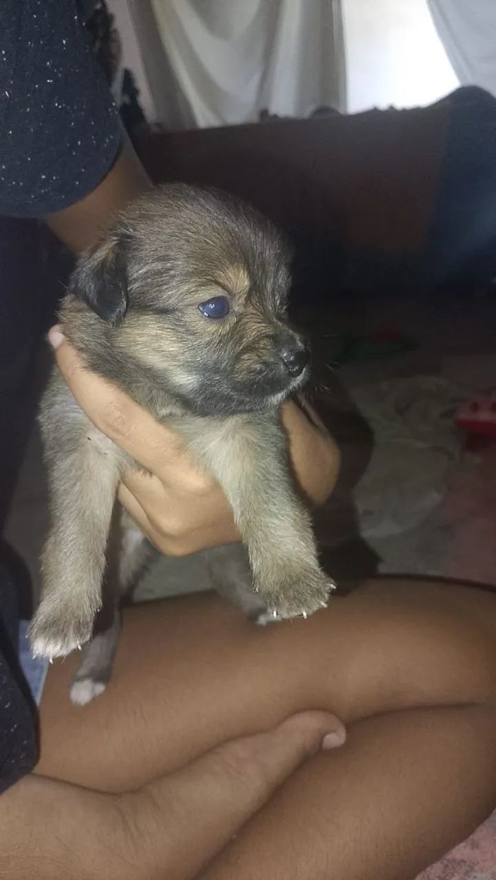 Cachorro que não cresce 