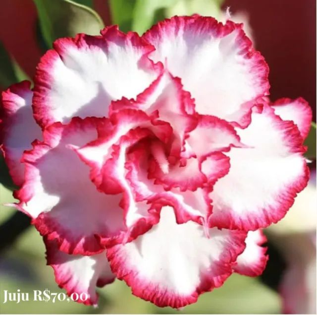 Flor do deserto - Foto 4