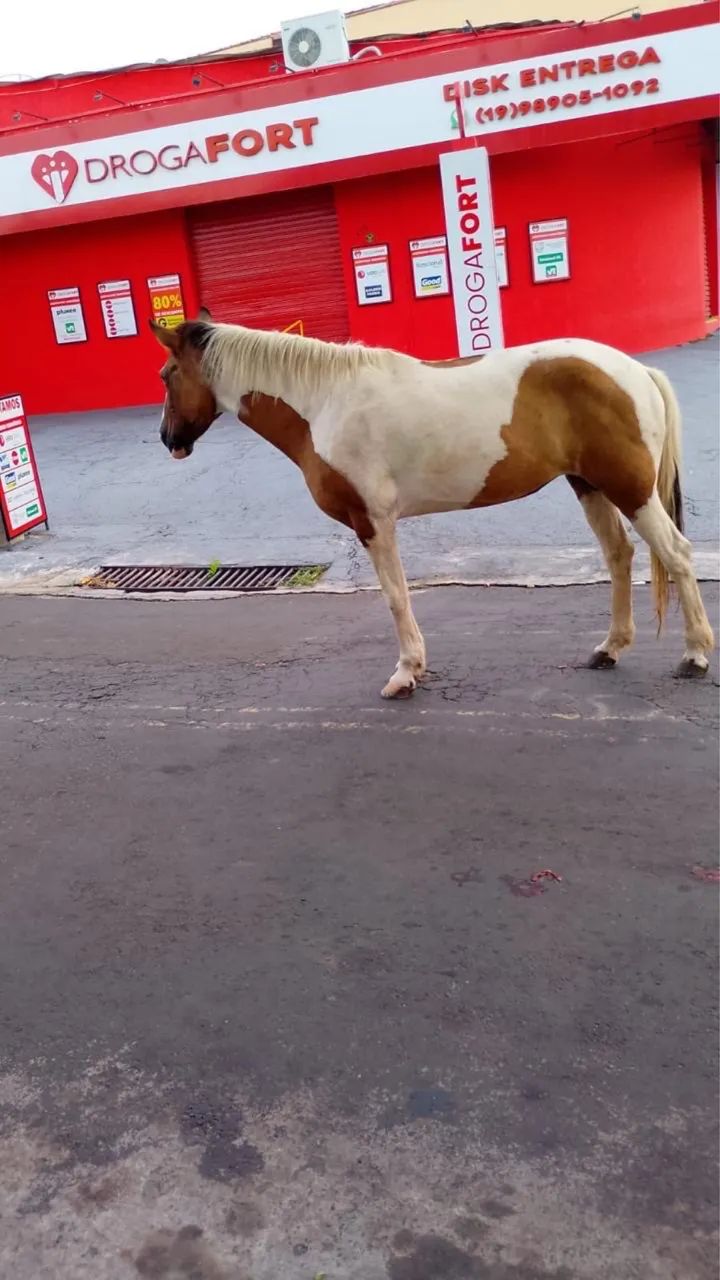 Cavalo 
