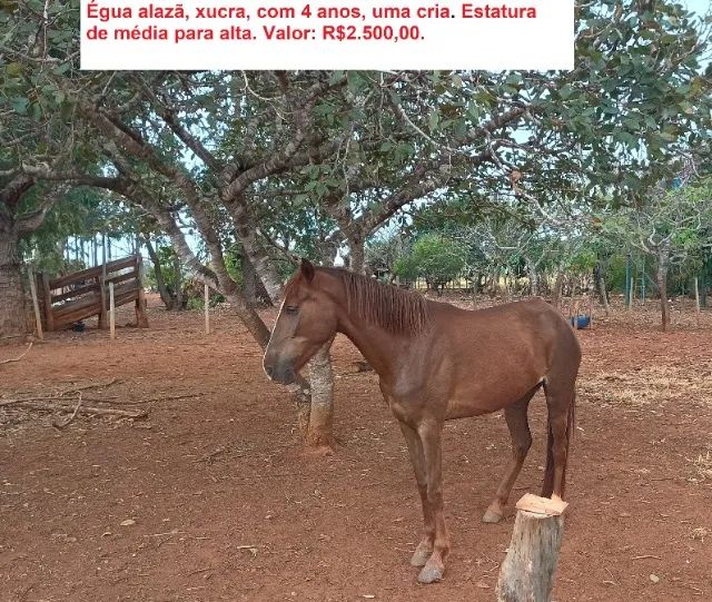 ÉGUA à VENDA - Foto 2